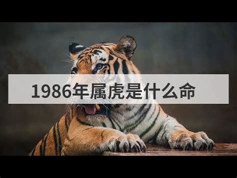 1986 屬|【1986年是什麼命】1986年生是什麼命？屬虎者命運大揭秘！